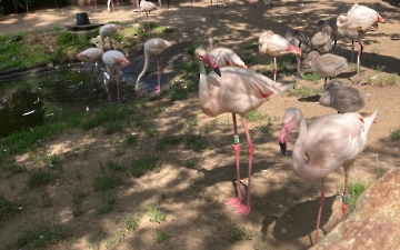 zoo_7
