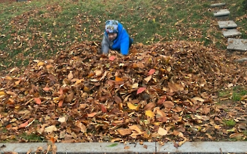 Hrabeme, sbíráme, skáčeme, ...