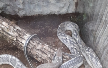 zoo_6