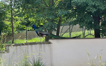 zoo_7